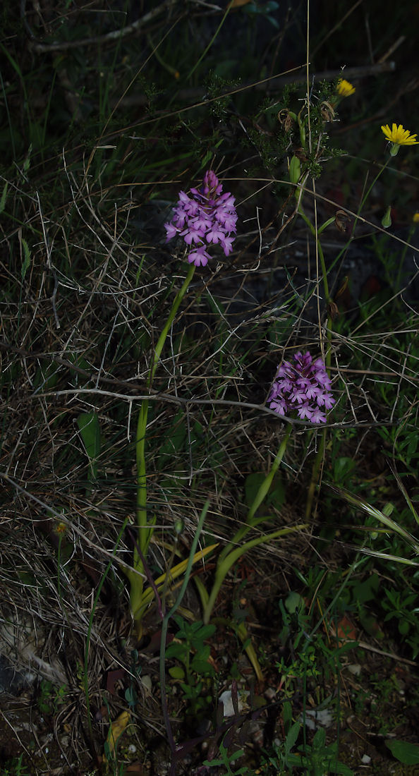 Orchidee nel pisano